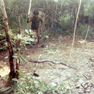 Snake_stories